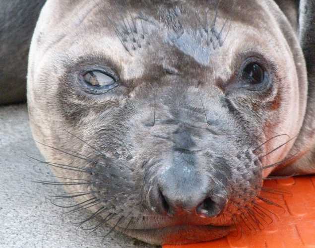 northern elephant seal Astropup
