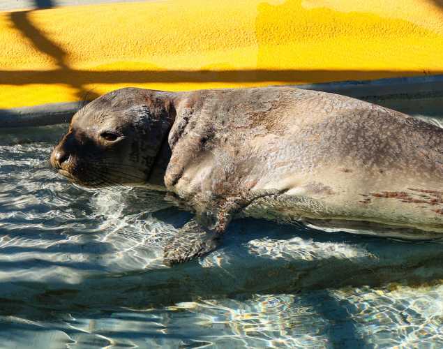 northern elephant seal Cornell
