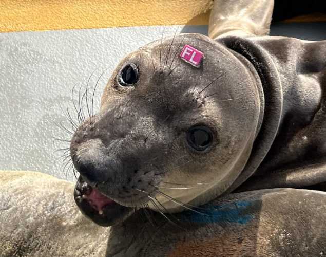 northern elephant seal Hatch