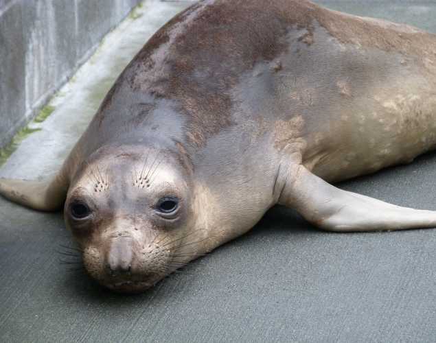 elephant seal Toyon