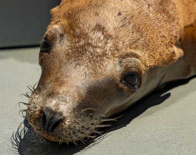 California sea lion Groundhog