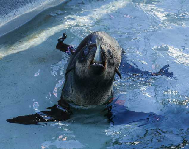northern fur seal Warwick