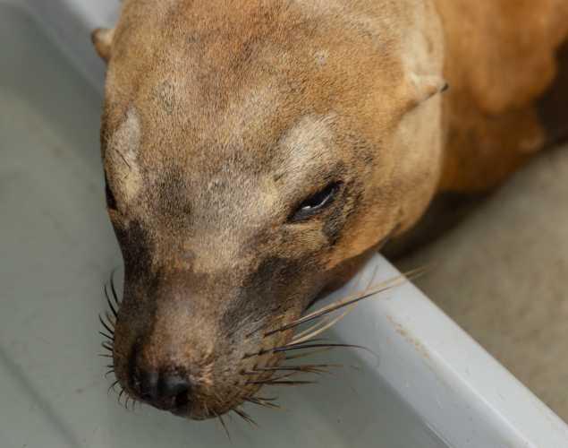 California sea lion Tigerfish