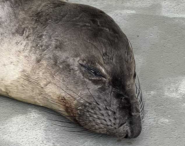 northern elephant seal Loofah
