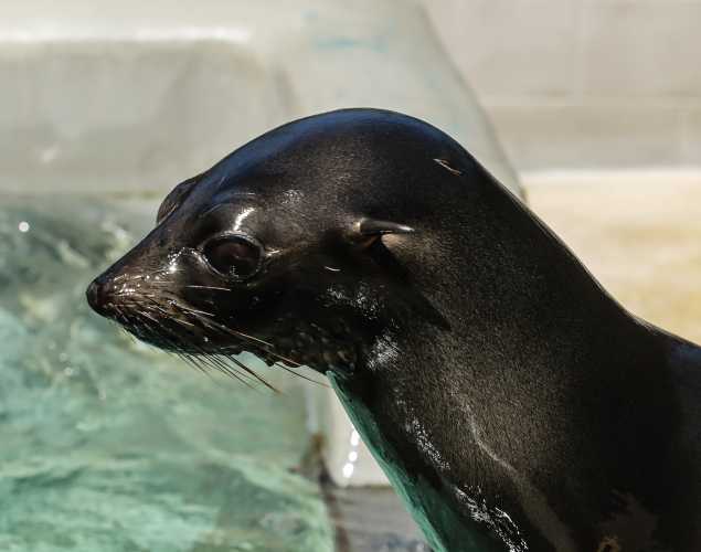Guadalupe fur seal Bozho