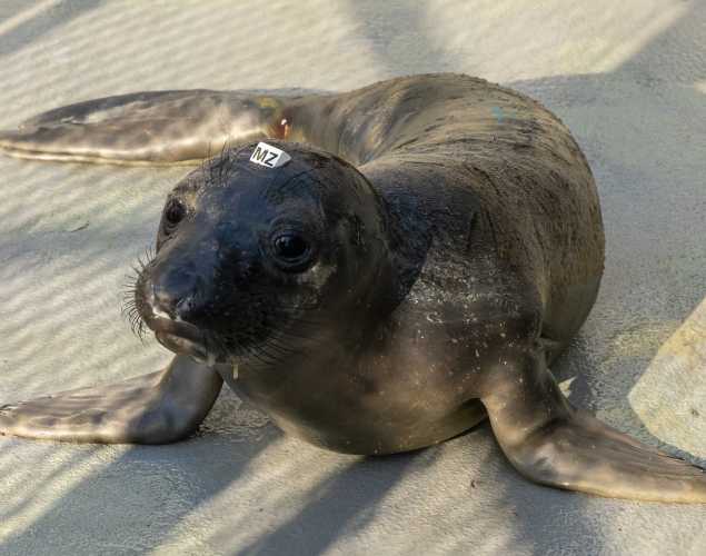 northern elephant seal Sashimi
