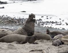 wild northern elephant seal at ano nuevo state park