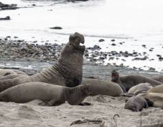 wild northern elephant seal at ano nuevo state park