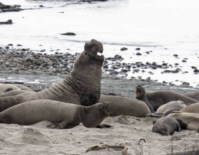 wild northern elephant seal at ano nuevo state park
