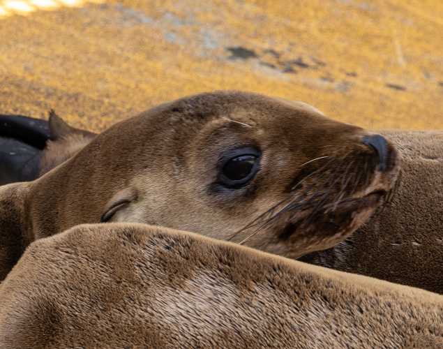 California sea lion Waitnsea