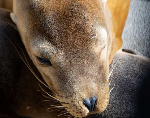 california sea lion goldilocks