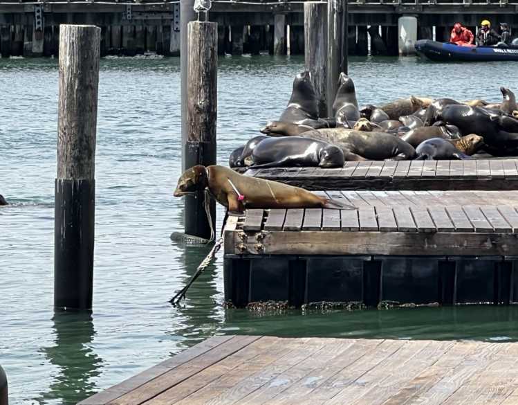 Responders from The Marine Mammal Center are on a boat behind an entangled California sea lion with a red sedative dart in its shoulder.