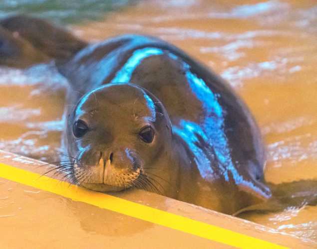 Hawaiian monk seal Leimana