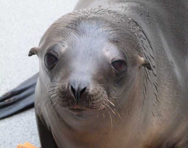 California sea lion Chapala