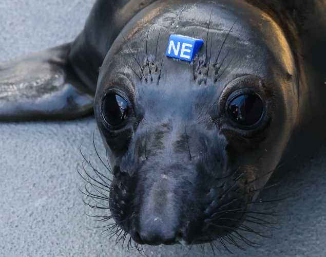 northern elephant seal Circle