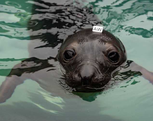 northern elephant seal Waldorf