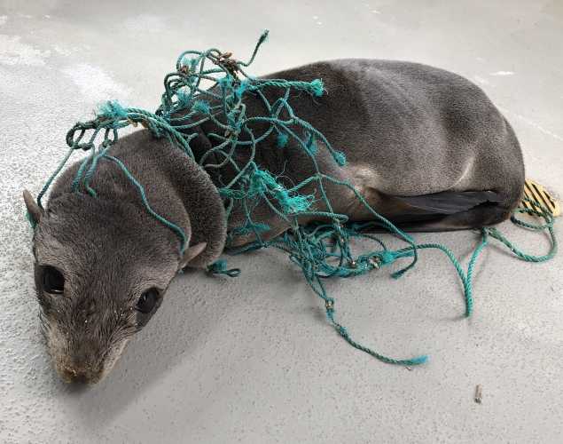 Guadalupe fur seal Snaggle