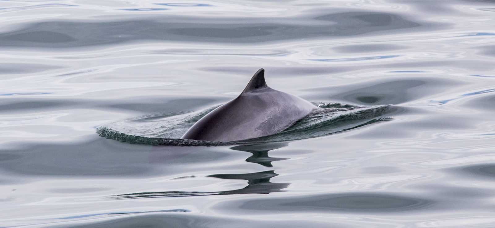 harbor porpoise