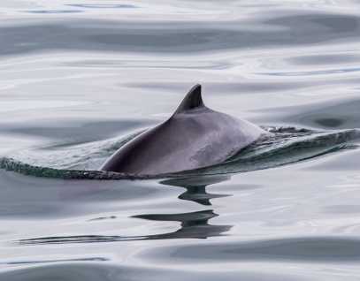 harbor porpoise