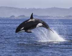 Orca leaping