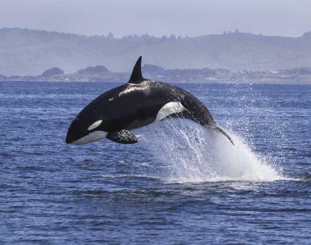 Orca leaping
