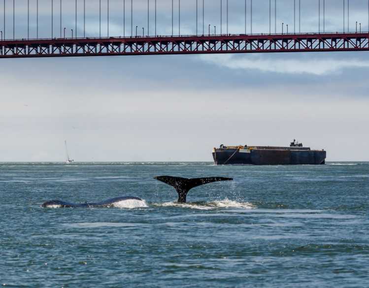 Two whale tails surface above the water in front of a ship.