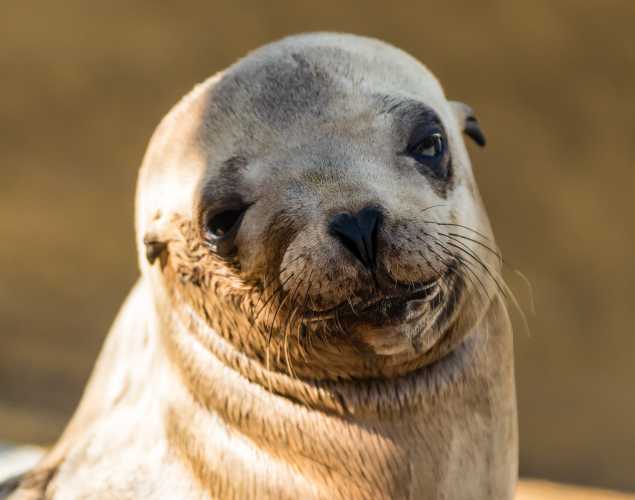 California sea lion Brian
