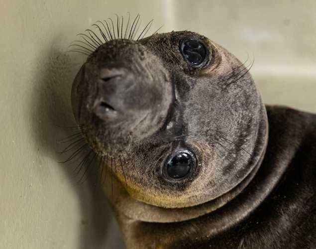 northern elephant seal Noor