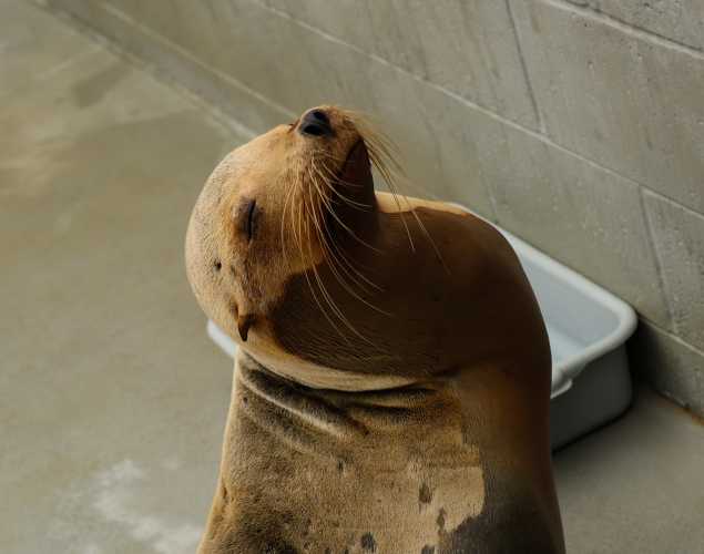 California sea lion Blimey