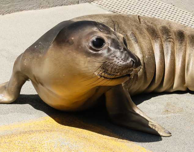 northern elephant seal Anubis