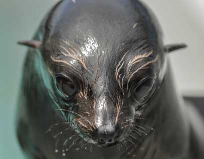 Guadalupe fur seal Bokchoi