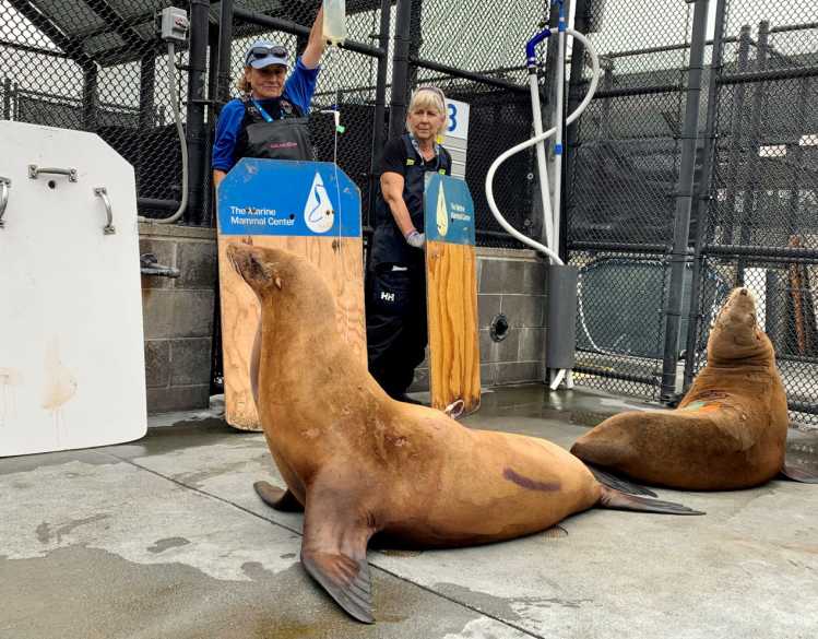 Two animal care volunteers stand behind two rehabilitating California sea lions that are attached with bagged fluids.