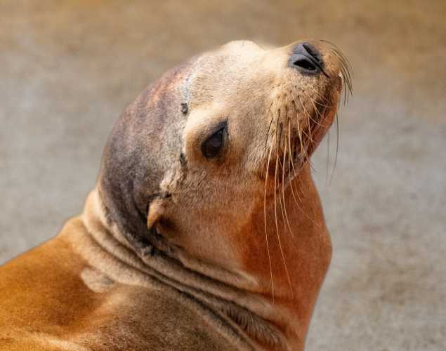 california sea lion cypher