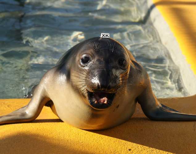 elephant seal Evelyn