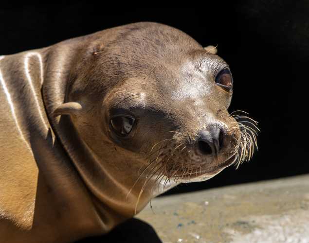 California sea lion Daylily
