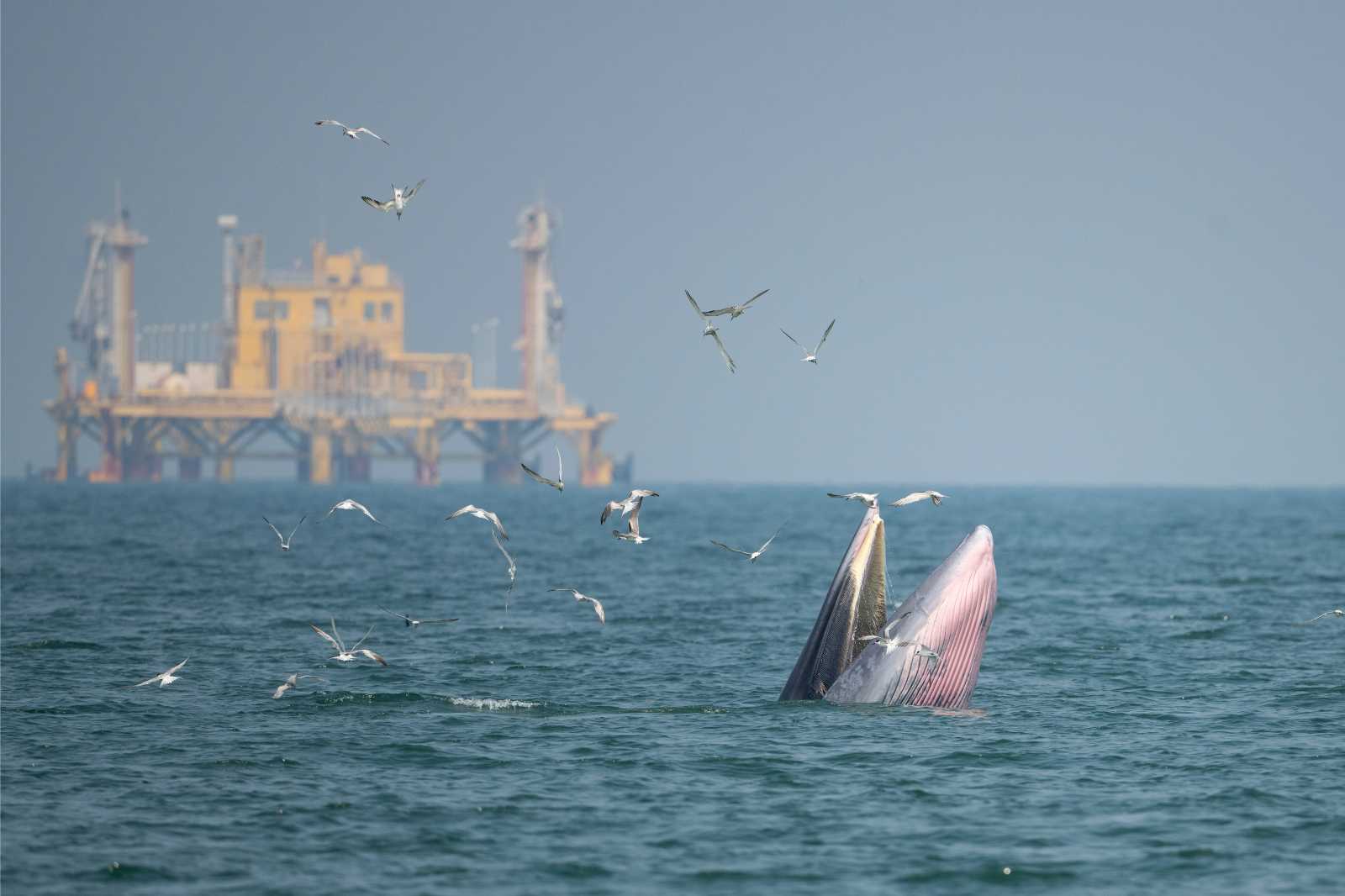 whale feeding with oil rig in background