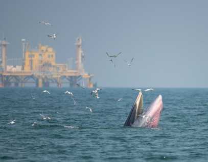 whale feeding with oil rig in background