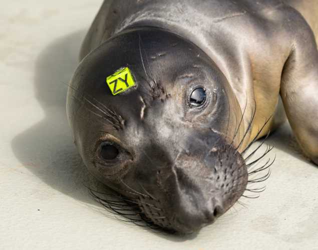 elephant seal pup