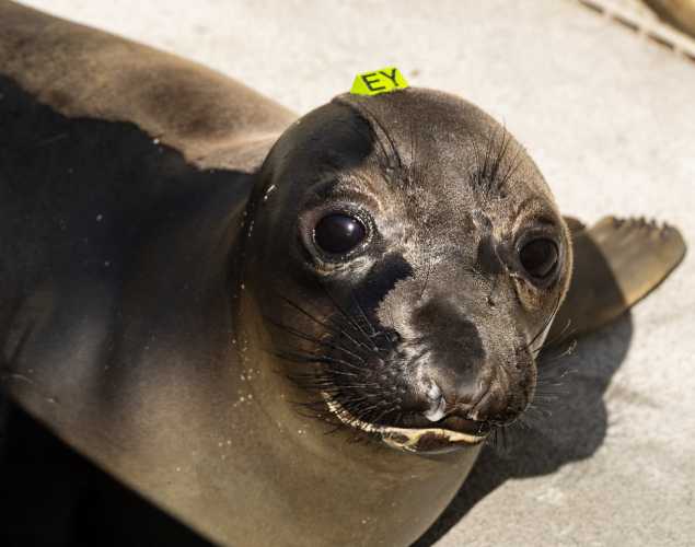 Northern elephant seal pup