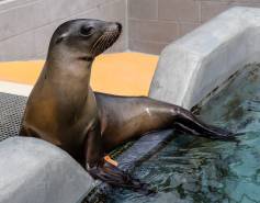 California sea lion Yakshack