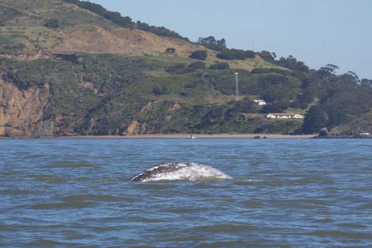 gray whale with Angel Island in the background