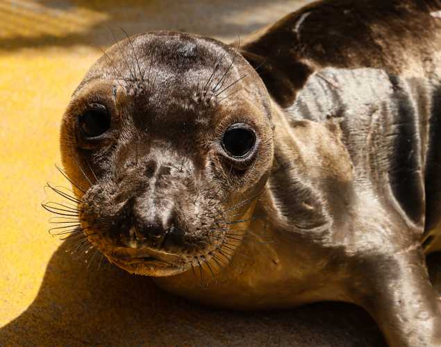 northern elephant seal Hathor