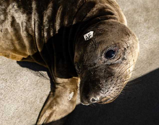 northern elephant seal Fooler