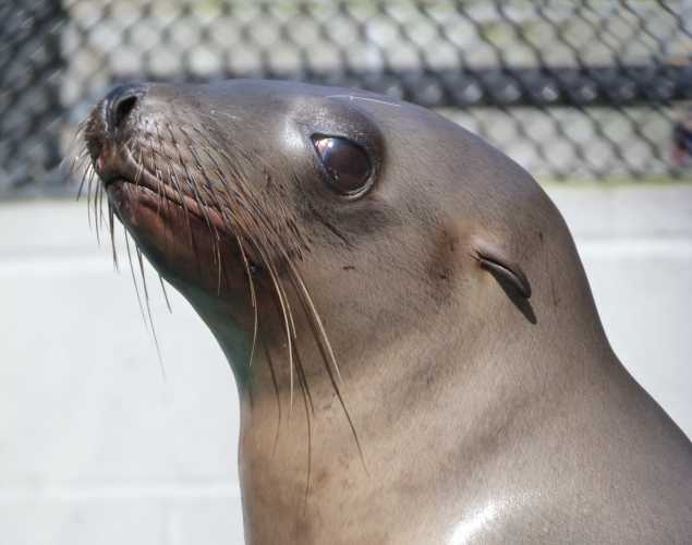 California sea lion Hunter