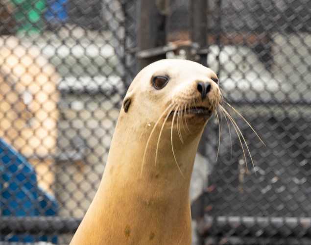 California sea lion Rhirhi