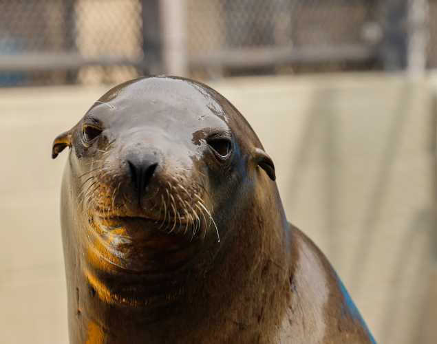 California sea lion Jeanette