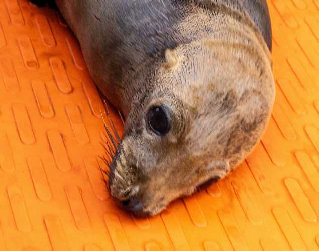 California sea lion Atom