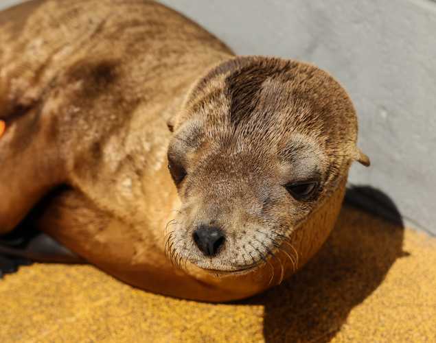 California sea lion Spencer