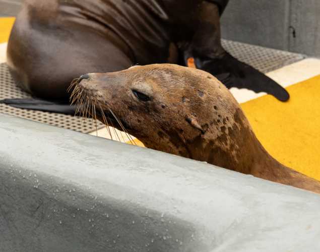suncast california sea lion