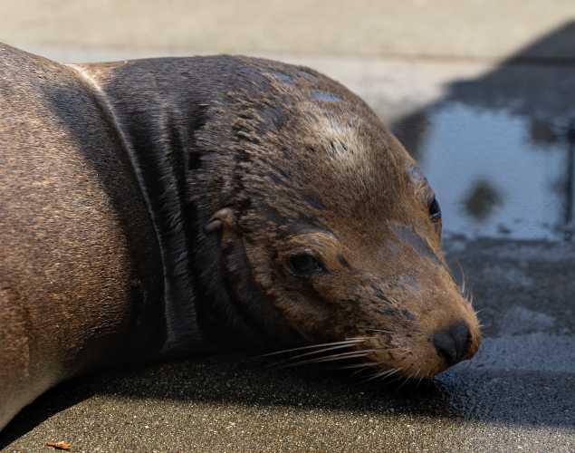 California sea lion Newnet